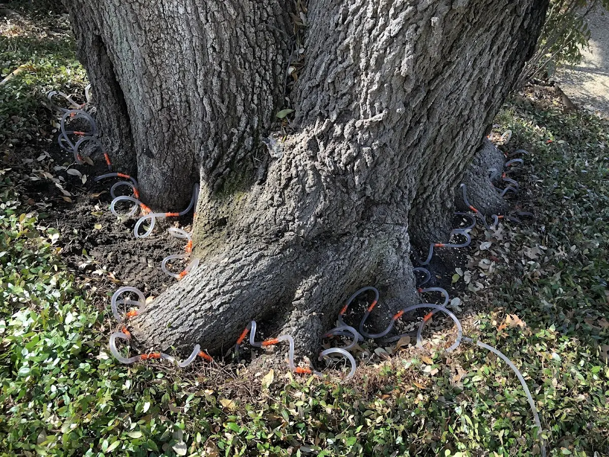 Detailed Tree Cabling and Bracing job site in Far Hills