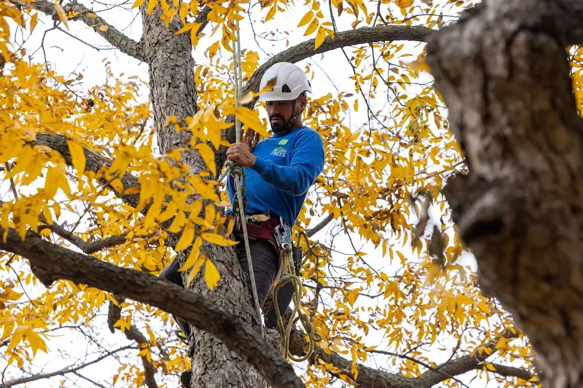 Skilled Tree Trimming crew working in Far Hills