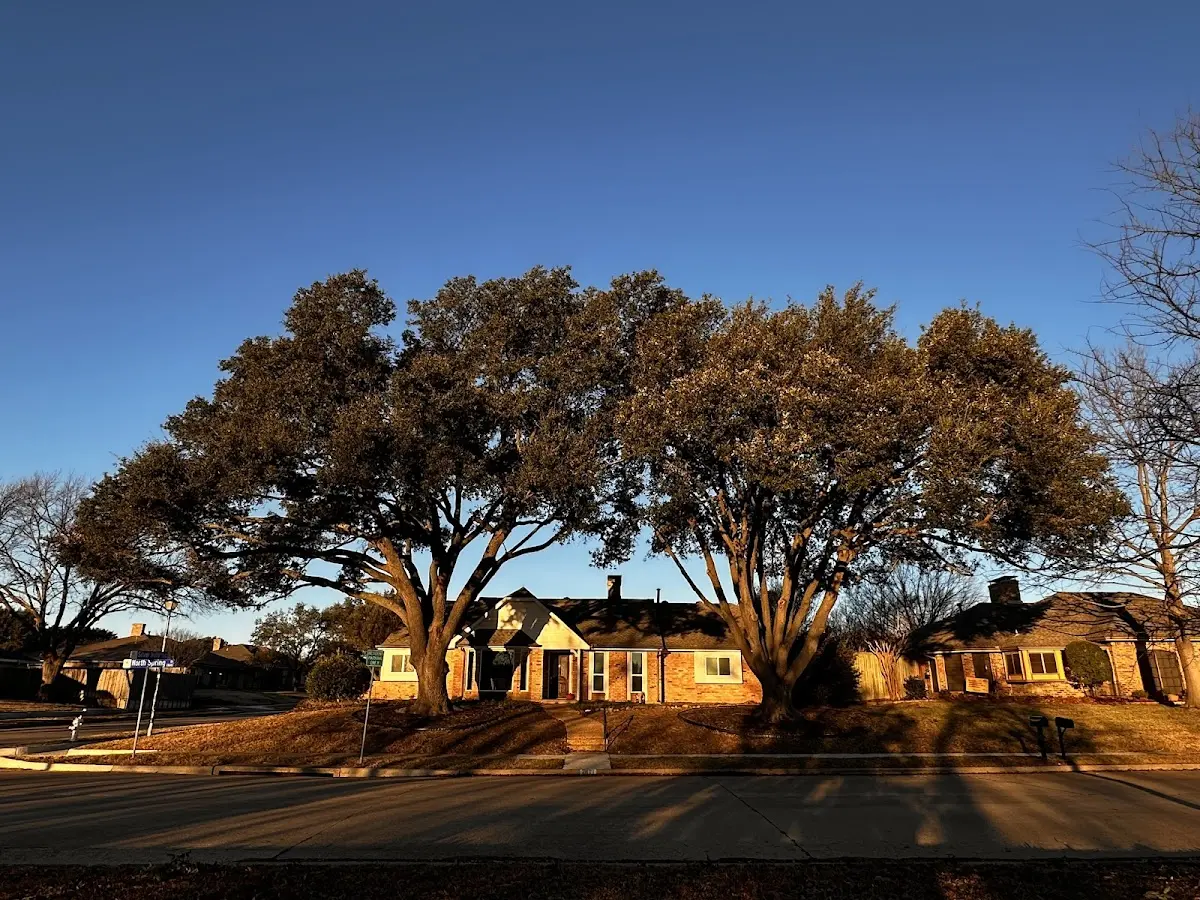 Established residential canopy tree shading a home in Far Hills